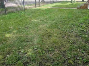 Bush Trimming by Ana Sanchez for Ursula W. in Joliet, IL
