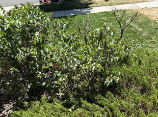 Bush Trimming by Tommy Vera for Monay M. in Denver, CO