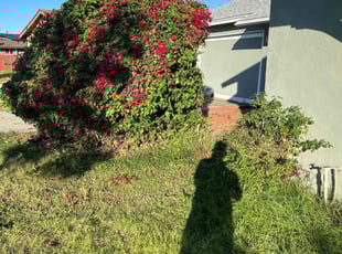 Bush Trimming by Keith Dalke for Karen H. in San Diego, CA