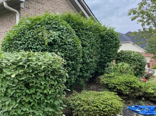 Bush Trimming by Tonio Dewitt for Don A. in West Chester Township, OH