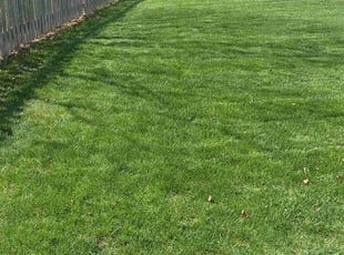 Alfred M.'s Lawn Mowing service result