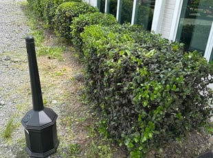 Bush Trimming by Elijah Bailey for Maegan A. in Greensboro, NC