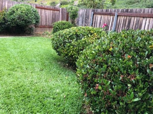 Bush Trimming by Ambrocio Aquino for Dave B. in Oceanside, CA