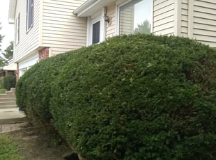 Bush Trimming by Brian Most for Michelle F. in Olathe, KS