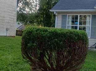 Bush Trimming by Virgil Greene for Alexis W. in Lithonia, GA