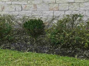 Bush Trimming by Daniel antonio Mejia orellana for Alexander A. in Katy, TX