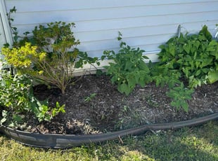 Weeding by Franklin McCarter for Tonya S. in Indianapolis, IN
