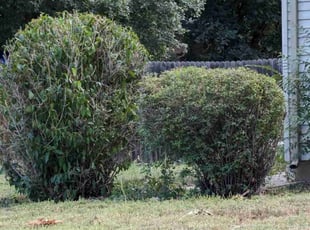 Bush Trimming by Luke Reinhold for Dave M. in Denver, CO