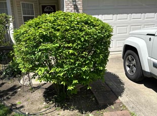Bush Trimming by Luis Contreras for Jeffrey C. in McCordsville, IN