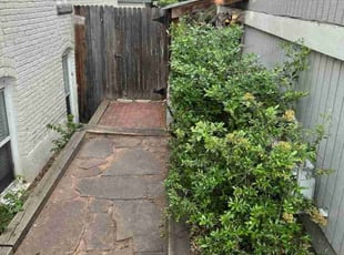 Bush Trimming by Joey Young for Stacie L. in Denver, CO