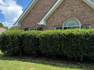 Bush Trimming by cesar rodriguez for Tiffany C. in McDonough, GA