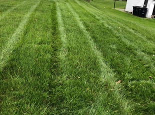 Davis S.'s Grass Cutting service result