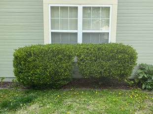 Bush Trimming by JOSHUA SPOTZ for Maddy B. in Grandview, MO