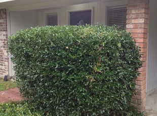 Bush Trimming by Brandon Underwood for Jose S. in Baton Rouge, LA