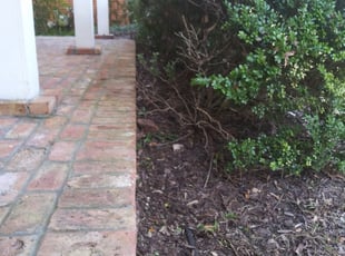 Leaf Removal by Doug Davis for Morgan P. in New Orleans, LA