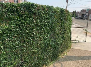 Bush Trimming by Deven Coles for Yusef C. in Philadelphia, PA