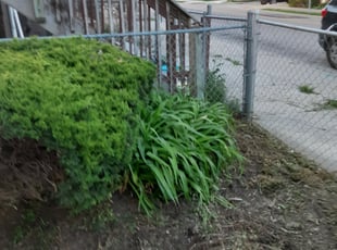 Bush Trimming by Caleb Patton for Nikkia S. in Cincinnati, OH
