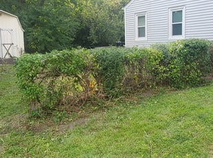 Bush Trimming by Evan July for Kay N. in Richmond, VA