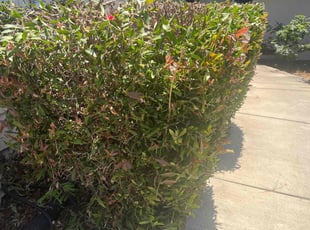 Bush Trimming by sanchez bernardo for Venessa B. in San Jose, CA