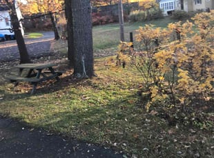 Leaf Removal by Lionel Foster for Nat L. in West Hartford, CT