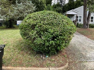 Bush Trimming by Doyle Napper for Jennifer L. in Burlington, NC