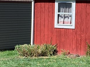 Bush Trimming by Alex Raptapolus for Alexix L. in Harrisburg, PA