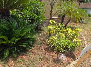 Weeding by Aneudy Roldan for Rob M. in Winter Springs, FL