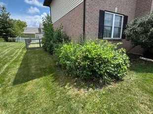 Mack P.'s Bush Trimming service result