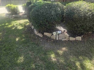 Bush Trimming by Gerome Randle for Connie V. in Arlington, TX