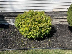 Bush Trimming by Andrew Szumski for Robert S. in Grand Rapids, MI