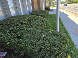 Bush Trimming by Eric Hawthorne for Nagm S. in Toledo, OH