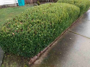 Bush Trimming by Zack Loewen for Bill J. in Vancouver, WA