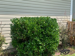 Bush Trimming by Waymond Washington for Michael M. in Ladson, SC