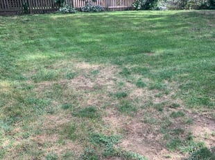 Bush Trimming by Aaron Robb for Lora H. in Liberty, MO