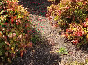 Weeding by Lee Moses for Dan S. in Chattanooga, TN