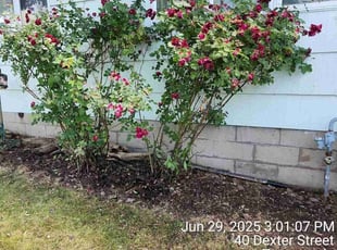 Weeding by Ronald Burton for Suzanne M. in Tonawanda, NY