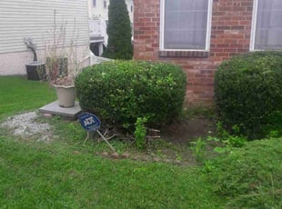 Bush Trimming by Shane MacMichael for Maria G. in Silver Spring, MD