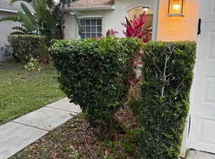 Bush Trimming by Harold Cummings for Juanita T. in Melbourne, FL
