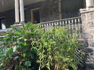 Bush Trimming by Curt Woods for Mike J. in Philadelphia, PA