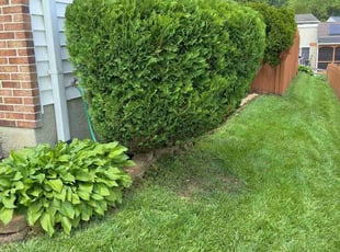 Bush Trimming by Samuel Taylor for Anthony S. in Perry Hall, MD