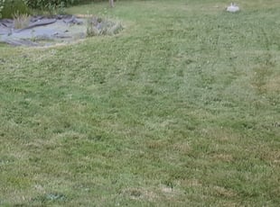Bush Trimming by Kevin Aaron for Billy B. in Kent, WA