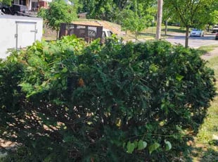 Bush Trimming by Stephen Shelton for Rodger O. in Wyoming, OH