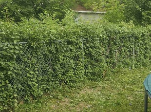 Bush Trimming by Robert Dowdy for Mona E. in Milwaukee, WI