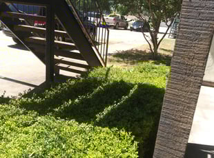 Bush Trimming by Gralin Johnson for 3220Walton Ave Fort worth, TX 76133 B. in Fort worth, Tx