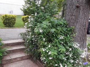 Bush Trimming by Jeremiah Cruz for Donnequa G. in Beltsville, MD