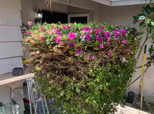 Bush Trimming by Mel Singh for Maury L. in Riverside, CA