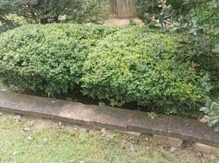 Bush Trimming by Enrique Juarez for Lynn O. in Woodstock, GA