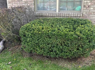Bush Trimming by Cindy Betancourth for Daniel w. in Pittsboro, IN