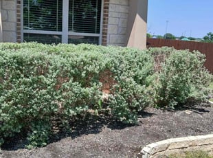 Bush Trimming by Wilmer Guevara for Marc S. in Leander, TX