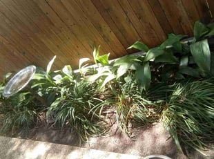 Leaf Removal by Leroy Valdez for Randay W. in San Antonio, TX